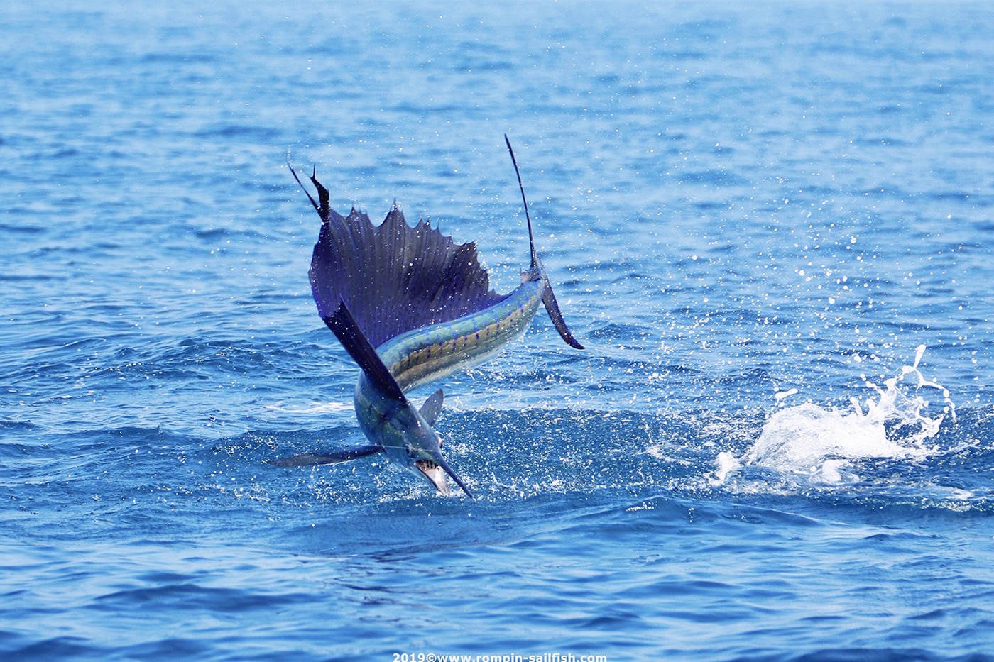 Rompin Sailfish fishing charters Kuala Rompin Malaysia