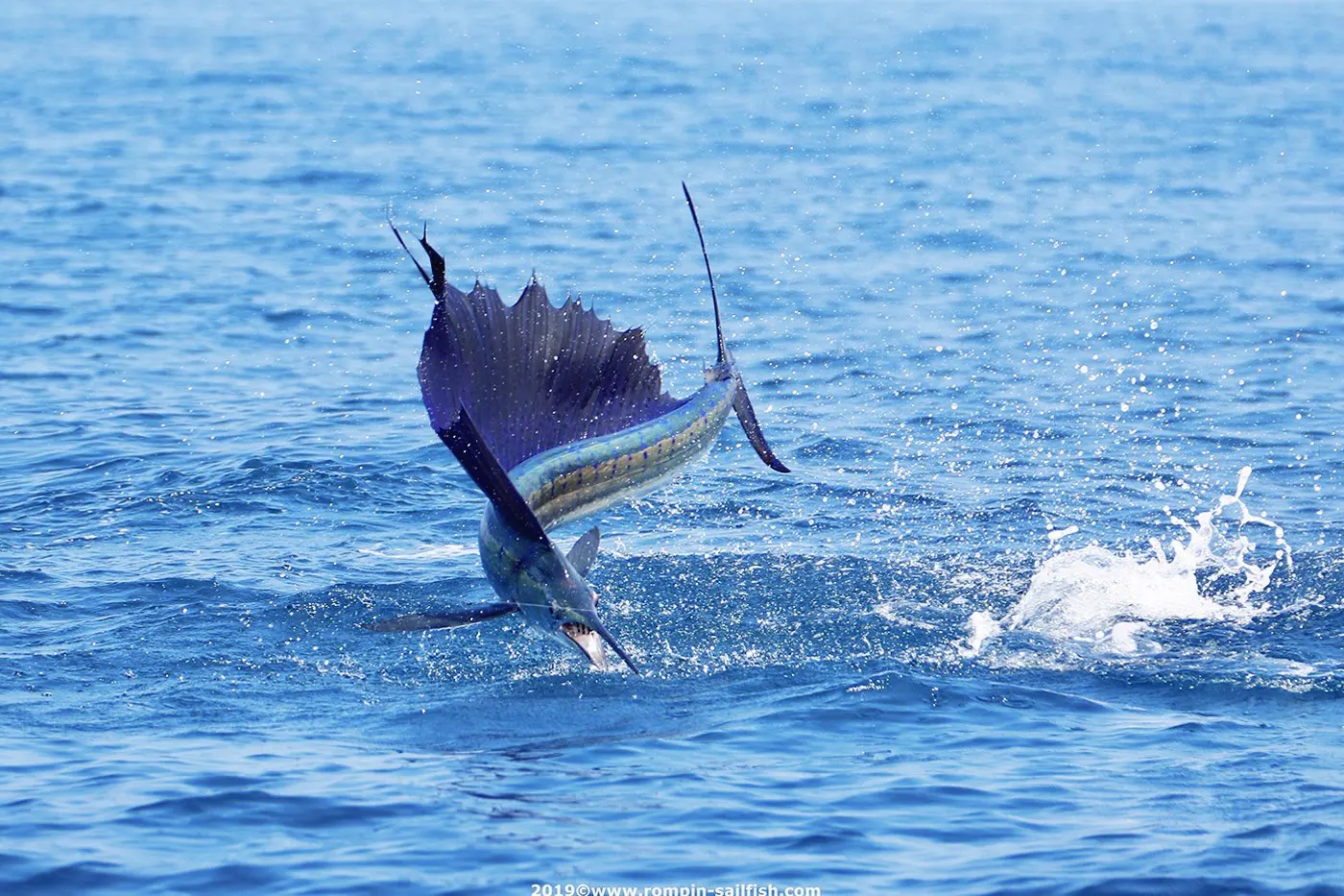 malaysia fishing trip